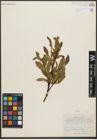 Foto von Salix pulchra Cham.